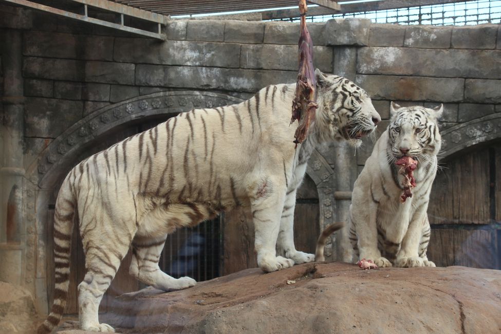 weiße Tiger bei der Fütterung