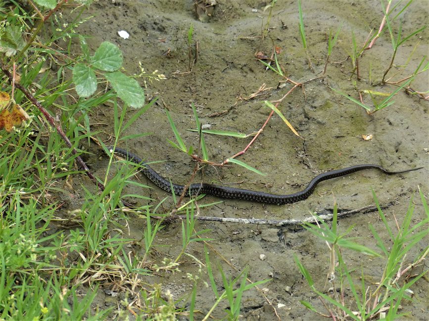 Ilias Lake and Snakes Land