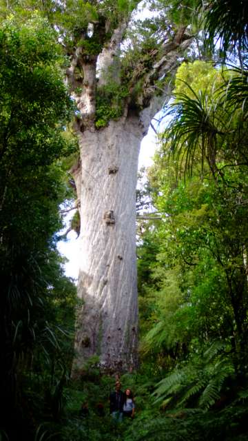 Ziemlich großer Kauri Baum