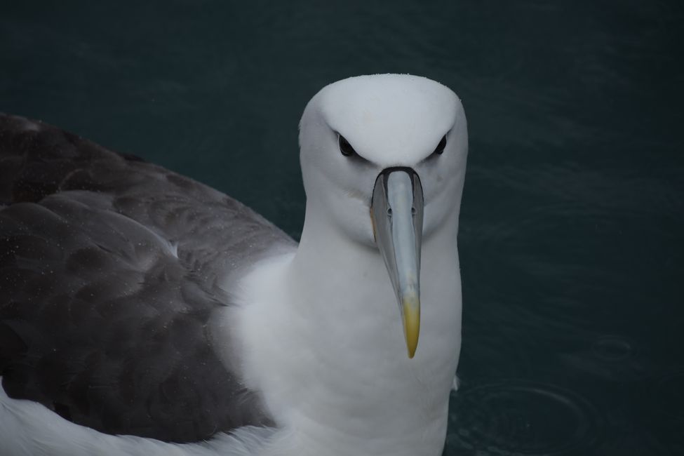 New Zealand - Stewart Island - White-Capped Albatross