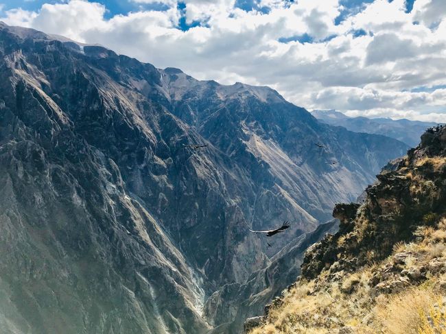 ColcaCanyon!!! A dream came true! Watching a condor in the wild above the ColcaRiver, which is more than 2350m below! These birds are simply huge 🙈😎🦅🦅🦅🦅