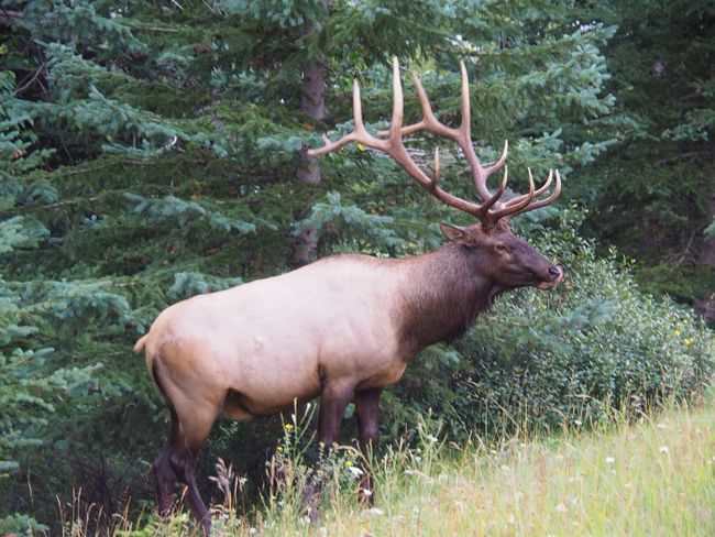 Elk