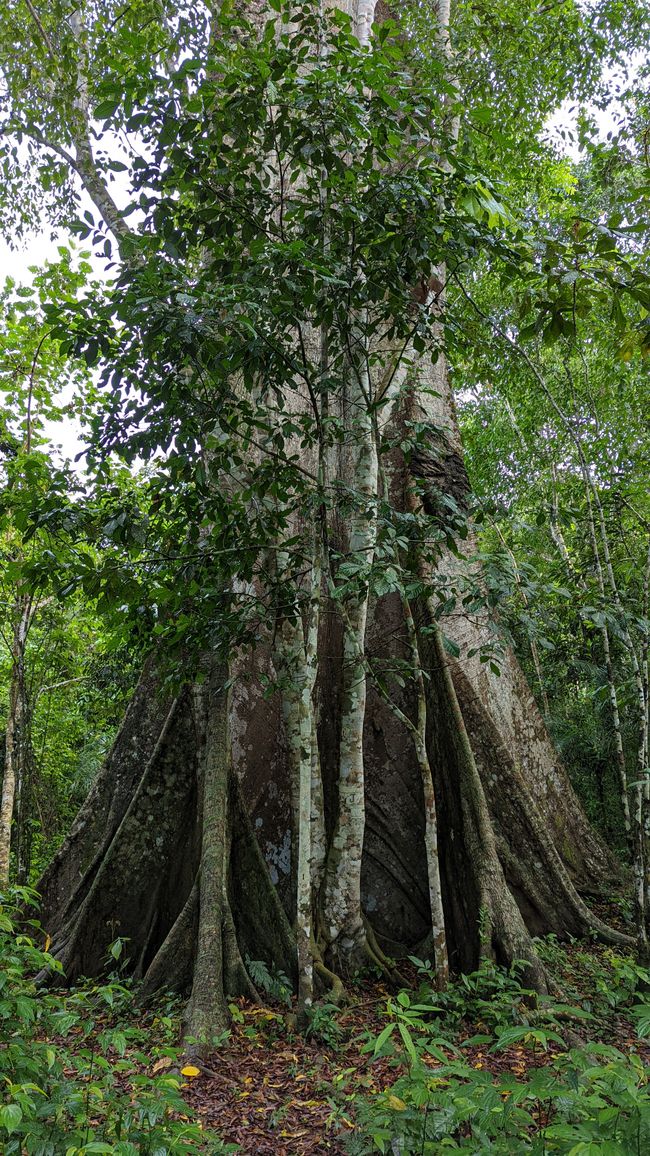 3. Tag im Amazonas-Dschungel