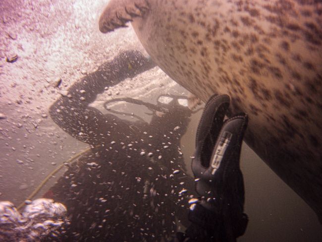 Day 55 - Diving with Seals in Rostock