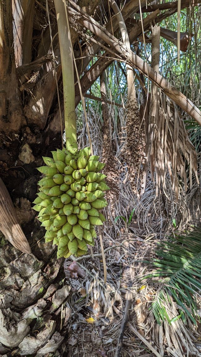 Aufenthalt im Süd Pantanal (Zusammenfassung)