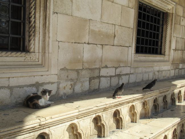 Dubrovnik's Katzen