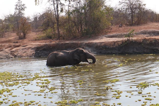 Ein Elefant im Wasserloch.