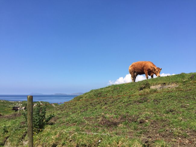 Ireland // Day 4 // 'Kerry Cow'