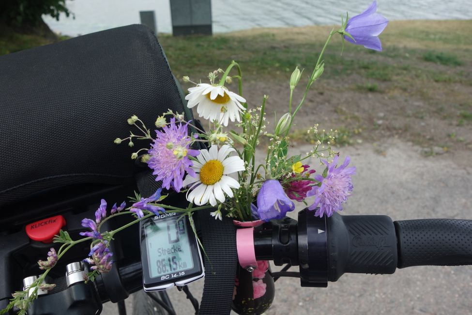 Blumen von schwedischen Straßenrändern 