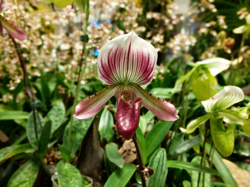 Orchideen