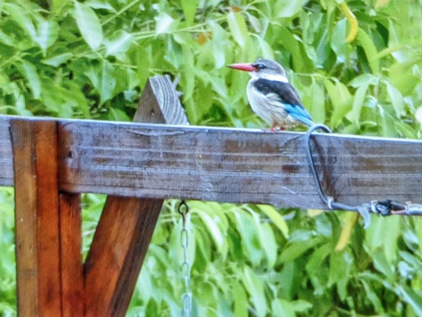 Hluhluwe-Nationalpark, iSimangaliso-Nationalpark und St. Lucia