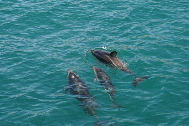 Delfine begleiten unser Boot