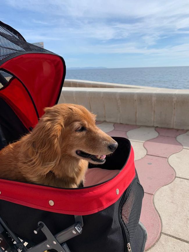 ... while Berry enjoys the breeze in his dog stroller.