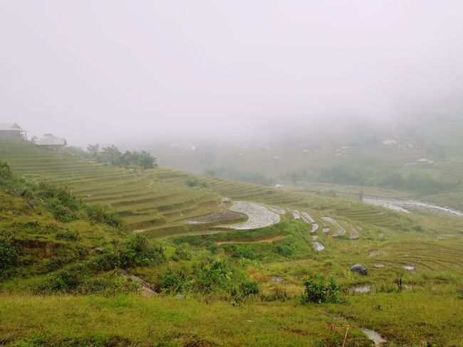 Terraced rice fields in Muong Hoa Valley