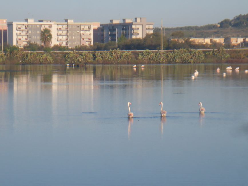Flamingos bei Augusta