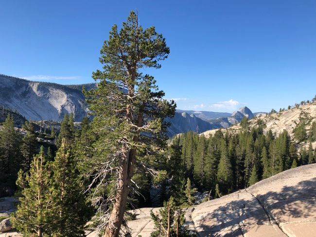 Tag 30 - Yosemite National Park 1/5 - Ankunft & Tuolumne Meadows
