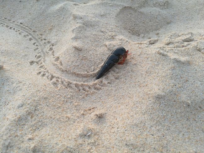 Eine Krabbe auf ihrem Weg durch den Sand.
