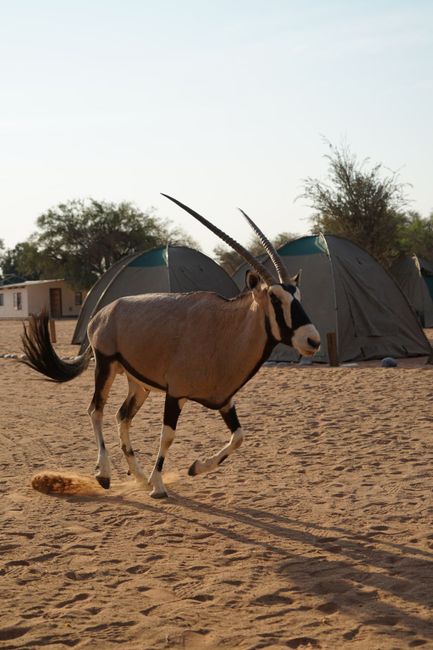 Ein Oryx auf dem Zeltplatz