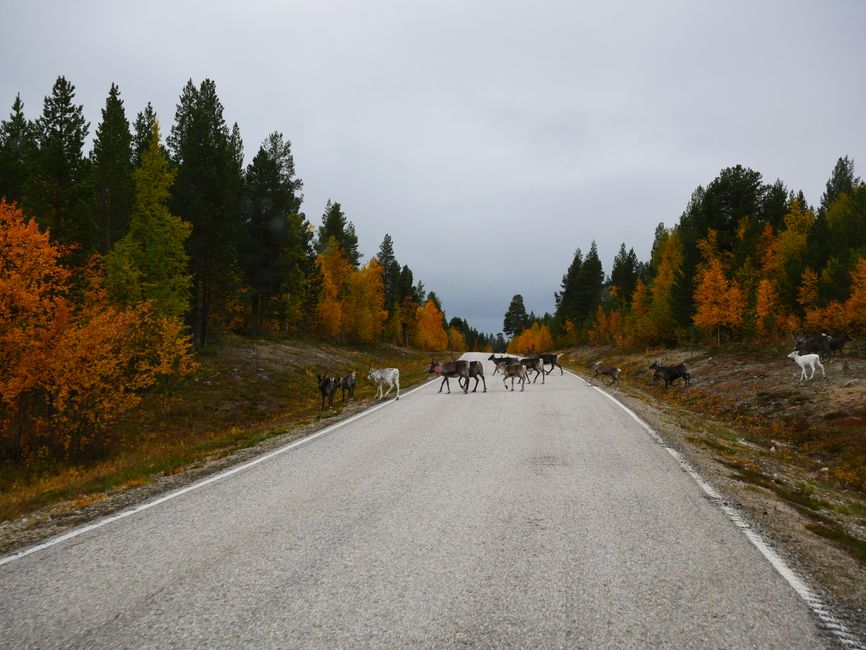 Laponia: desde Karasjok hacia el sur