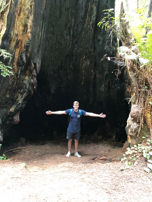 Wir hatten einen traumhaften Tag in den Redwoods!