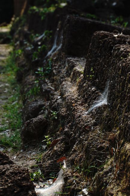 Mauer am Preah Khan ist überseht mit Spinnennetzen