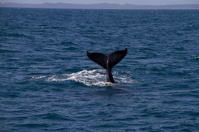 Observación de ballenas - imágenes