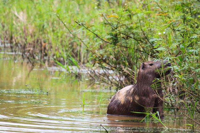 Capybara beim Fressen in der Nähe der Lodge