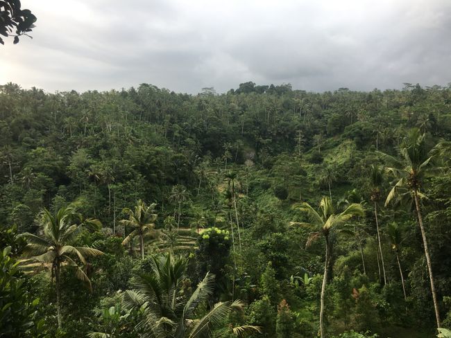 Jungle Paradise Ubud 👌🏼