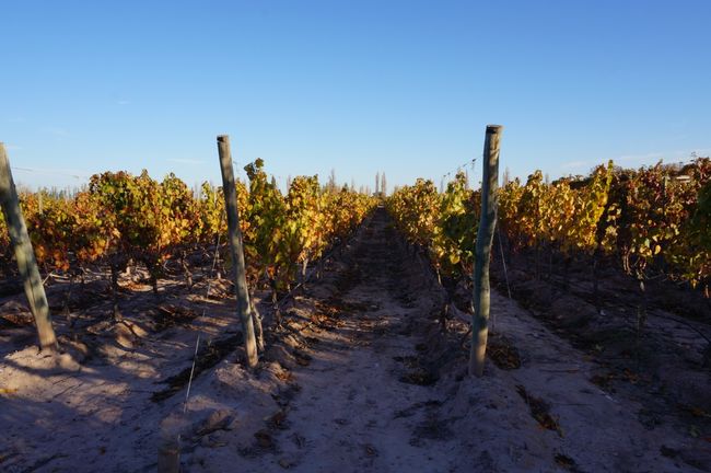 Weinbau in Mendoza in herbstlichen Farben