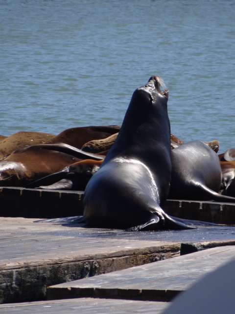 Pier 39 mit seinen Seelöwen
