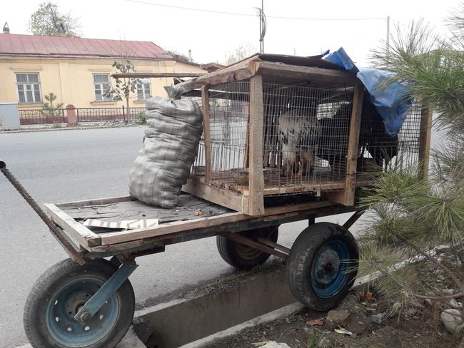 animal transport