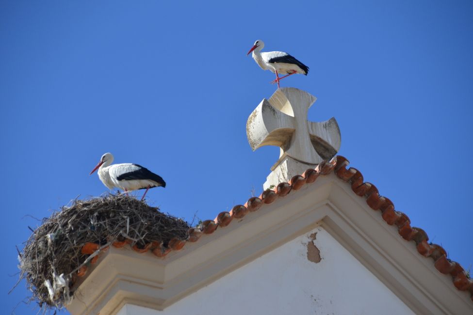 Storks on a church in Olhão
