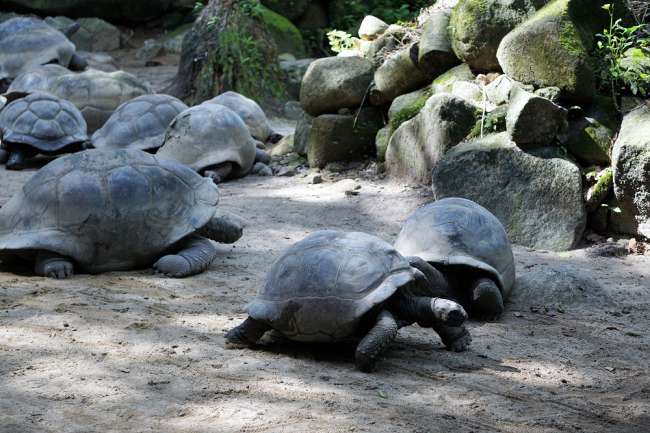 Die Riesenschildkröten