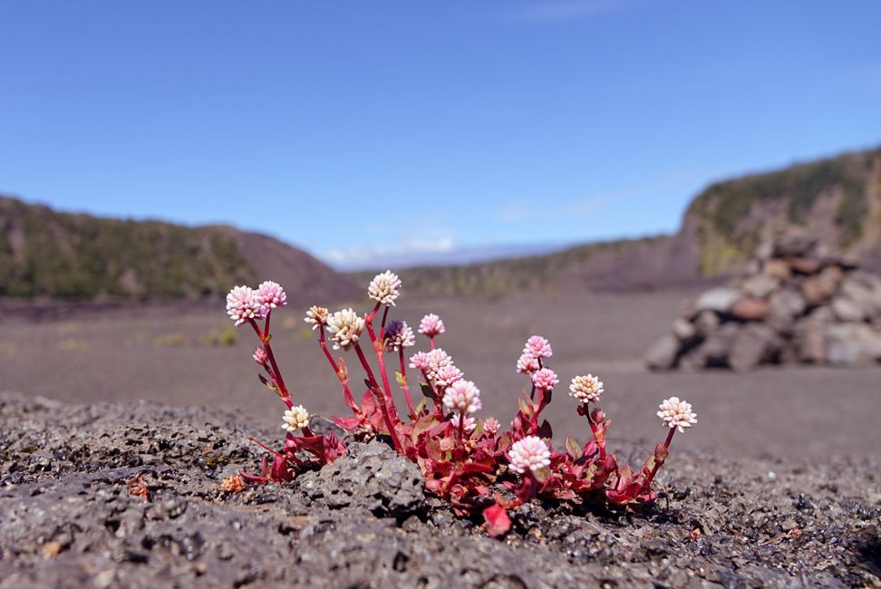 Hawaii 2022 - Teil 1: Big Island