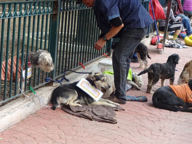 Hundeverkauf im Park im Viertel Condesa