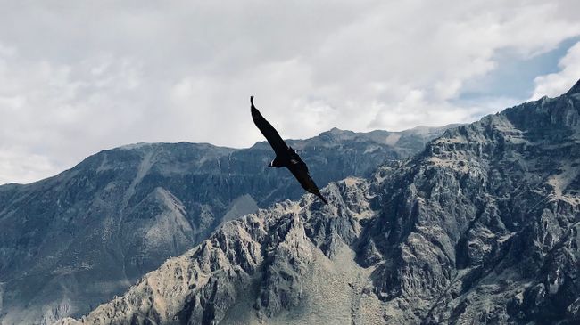 ColcaCanyon!!! A dream came true! Watching a condor in the wild above the ColcaRiver, which is more than 2350m below! These birds are simply huge 🙈😎🦅🦅🦅🦅
