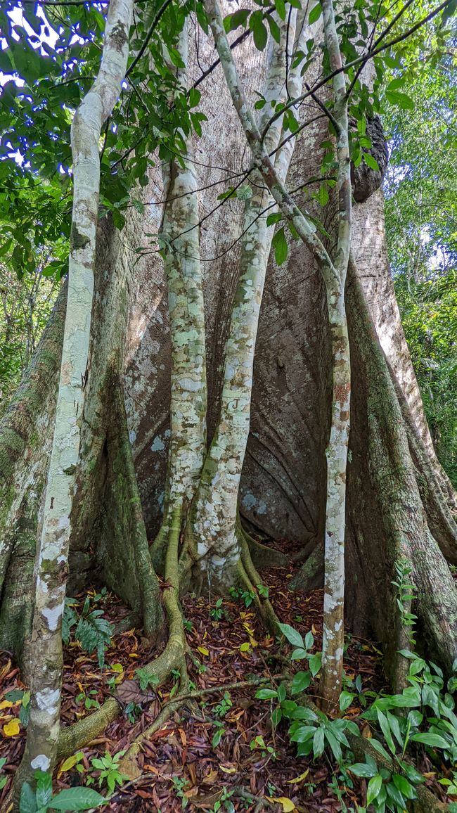 Alter gigantischer großer Baum