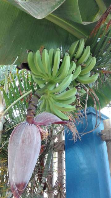 Bananaaaaa, Bonaire