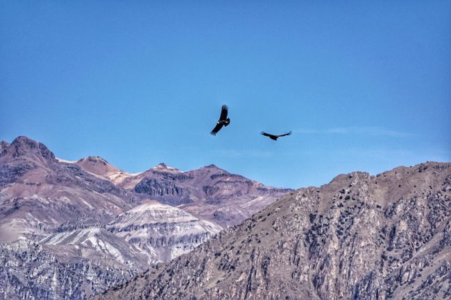 Andenkondore bei ihrem majestätischen Gleitflug
