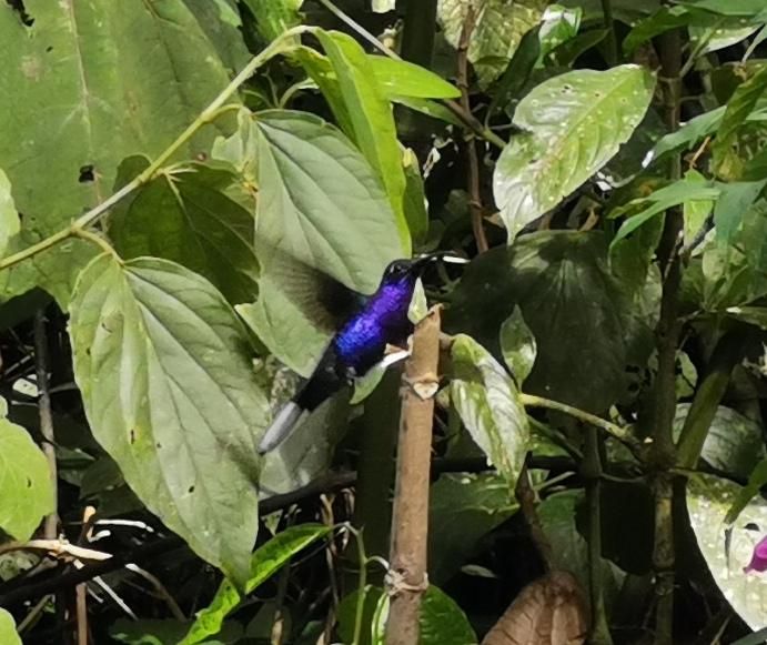 Stage 10: In the Palo Verde Cloud Forest surrounded by hummingbirds