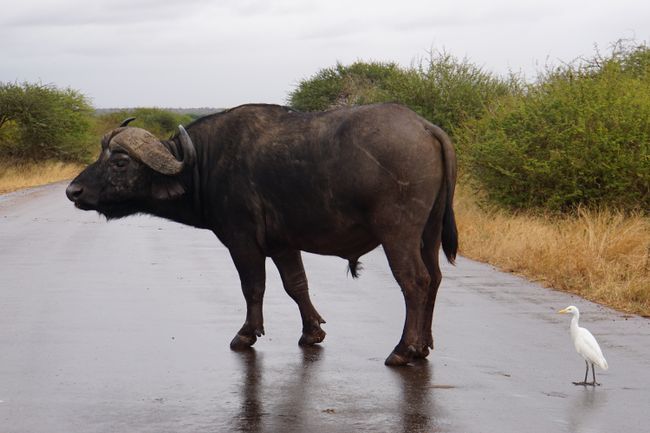 Zurück aus dem Busch - der Kruger Nationalpark