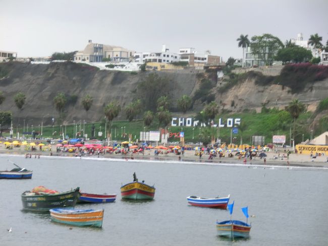 Dolphins, pelicans, crabs and fish - on the coast of Chorillos