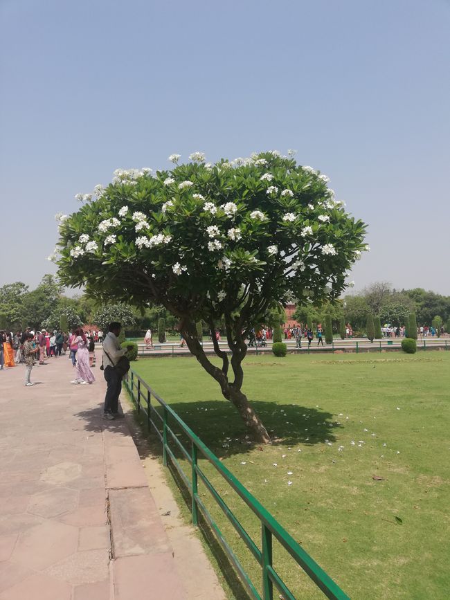 I-Agra