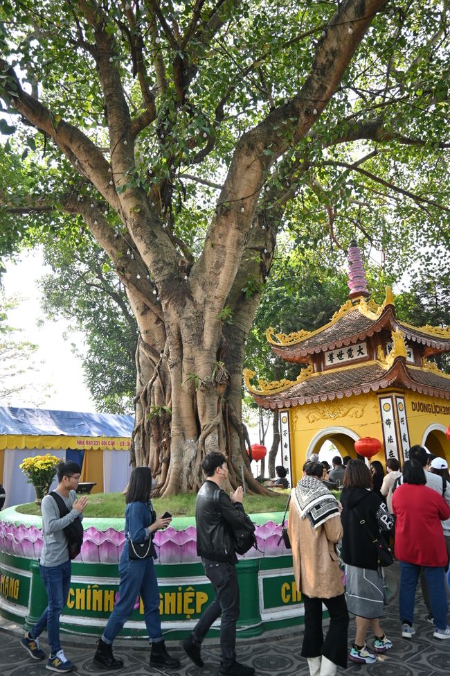 Buddhists praying around a tree