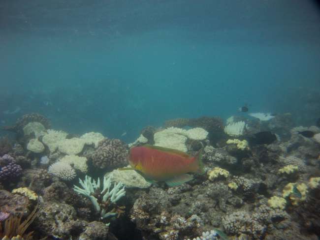 Adventure Cairns - Snorkeling in the Great Barrier Reef