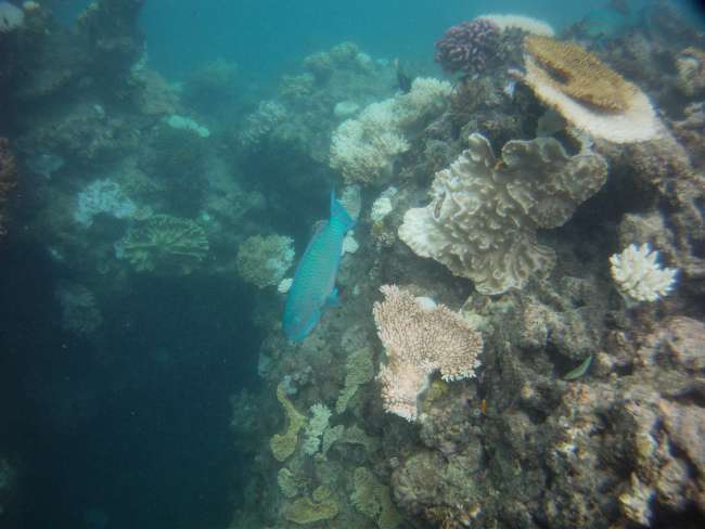 Adventure Cairns - Snorkeling in the Great Barrier Reef