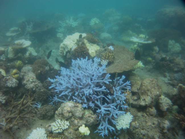 Abenteuer Cairns - Schnorcheln im Great Barrier Reef