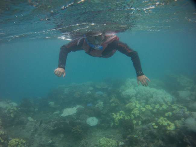 Abenteuer Cairns - Schnorcheln im Great Barrier Reef