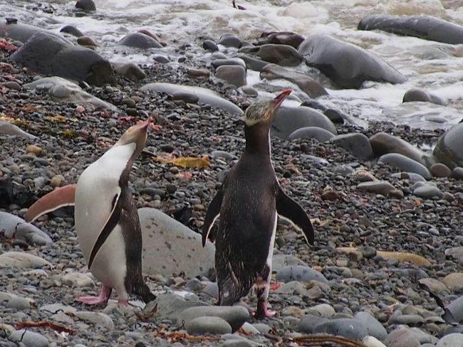 Tag 28 - Albatross & Yellow-eyed Penguins - Let's continue south