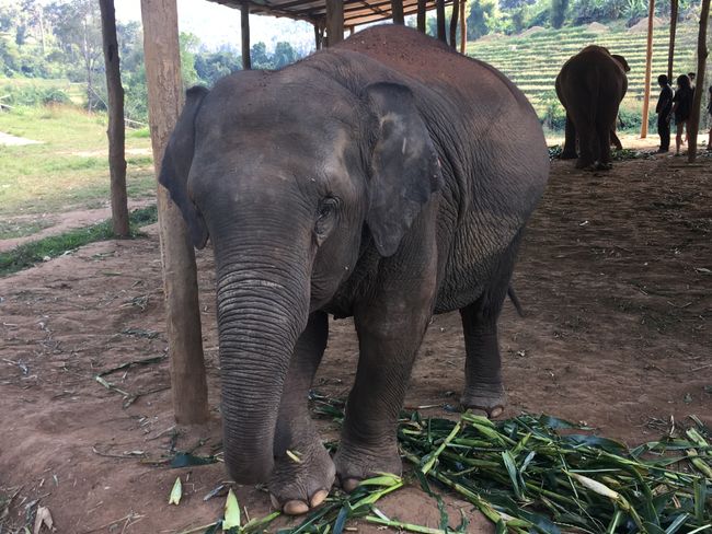 Elephant Jungle Sanctuary, Chiang Mai
